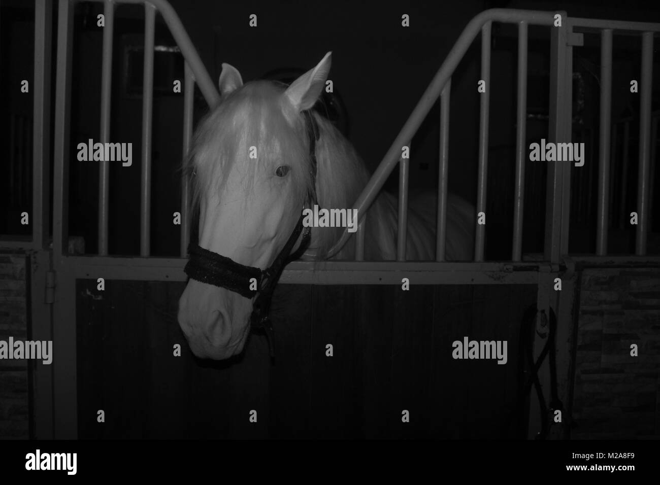 A black and white photograph of a white, albino horse in its stable, at night. Stock Photo