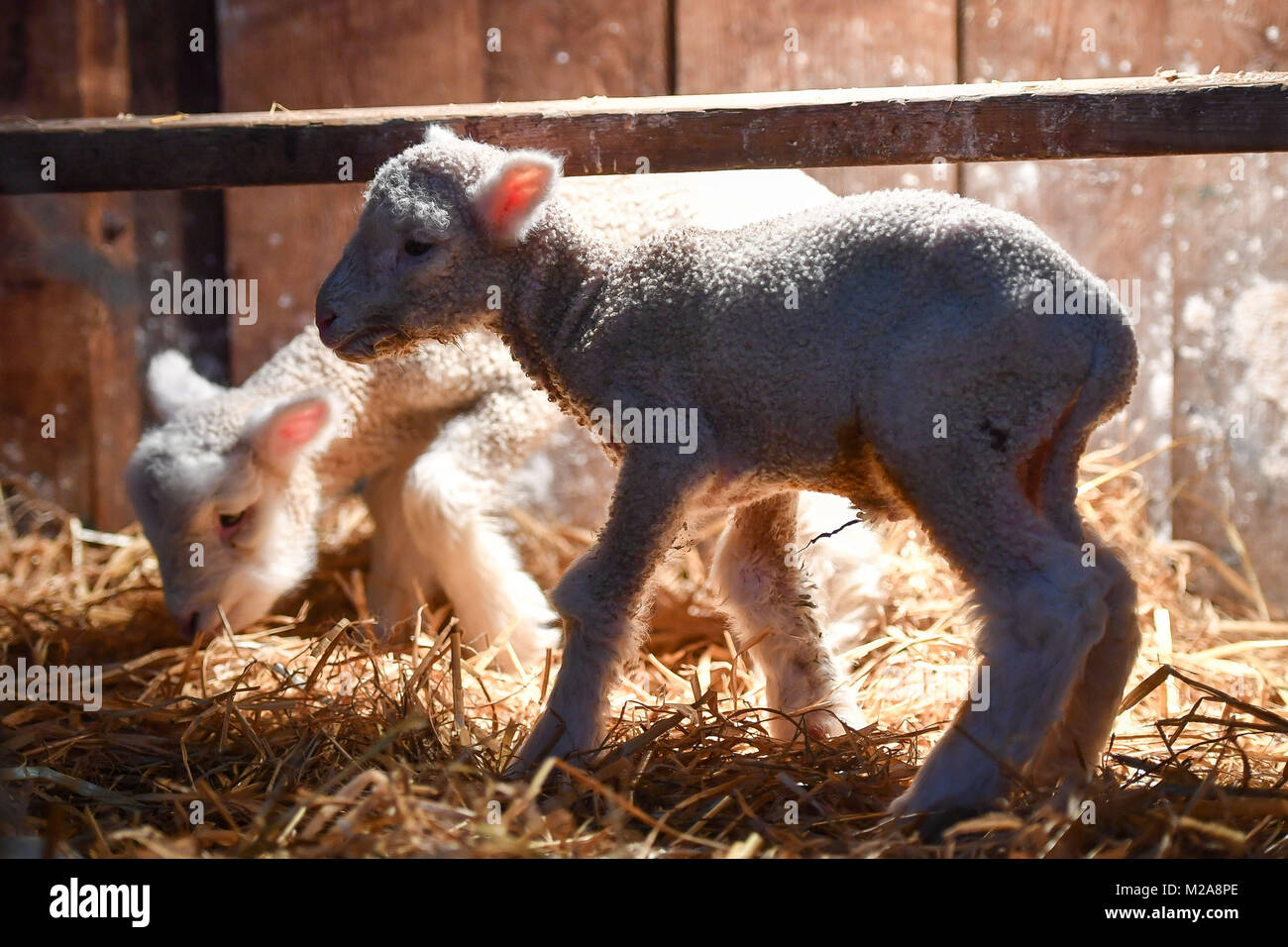 A pair of orphaned newborn lambs keep warm under a heat lamp in their