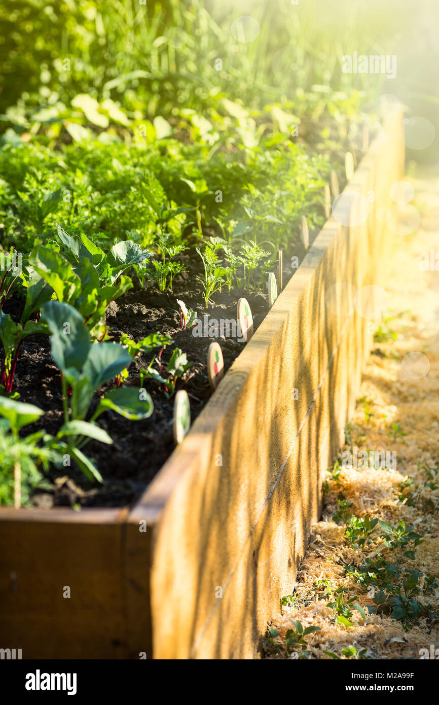 vegetables grow in a wooden garden bed Stock Photo Alamy