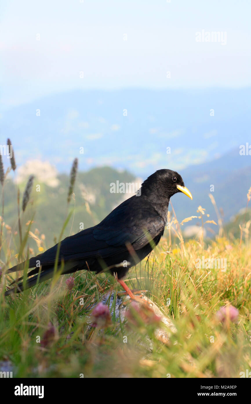 Blackbird sitting on peak at the mountain between grass and flowers Stock Photo