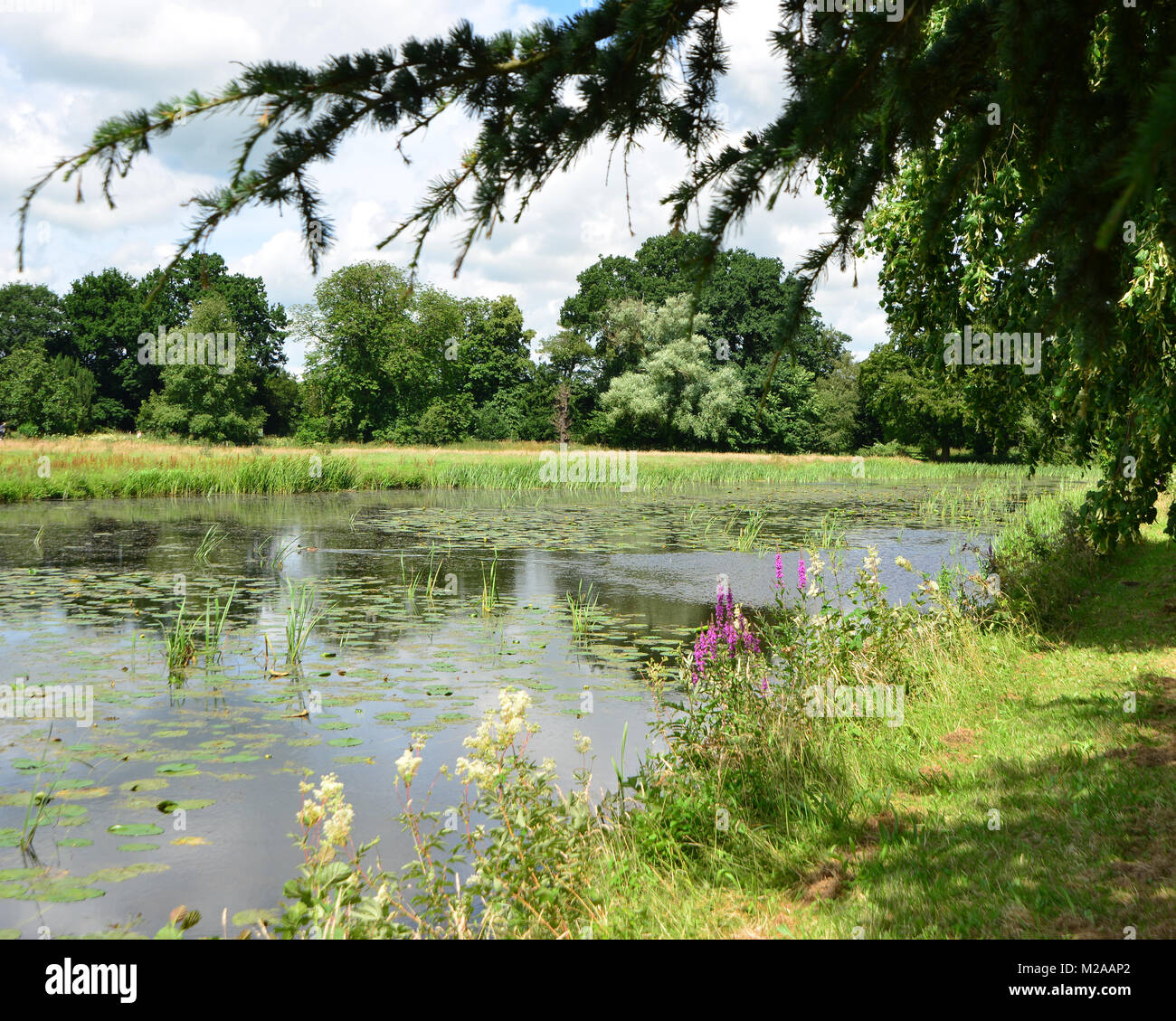 Along the river bank, beauty, England, fauna, flora, Great Britain, heritage, landscapes, over hanging trees, river, riverside, Rural, West Midlands,  Stock Photo