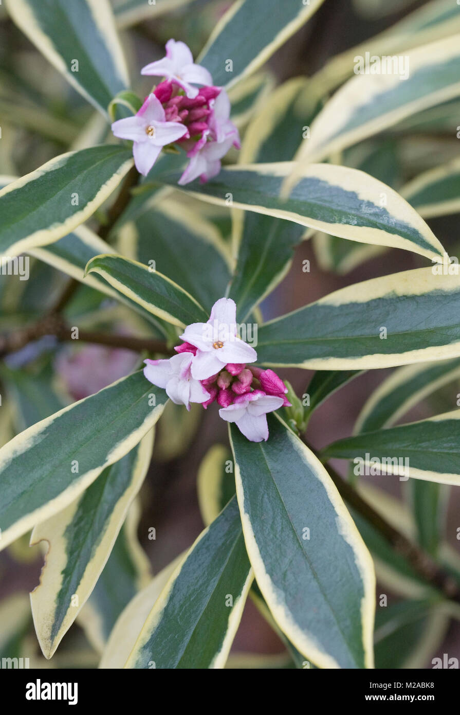 Daphne odora Mae-jima flowers Stock Photo - Alamy