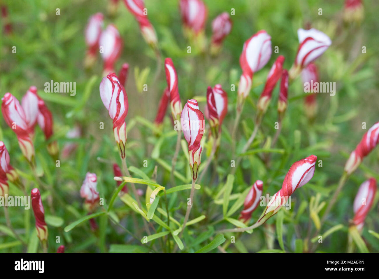 Oxalis versicolor flowers in a protected environment. Stock Photo