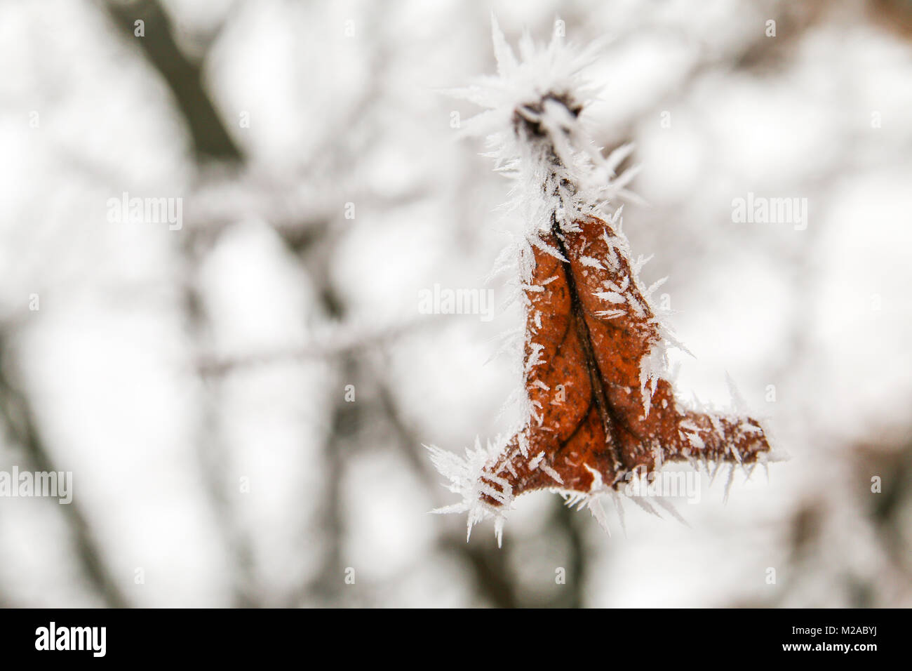 A detail picture of the frozen branch with a dry oak leaf on it. Stock Photo