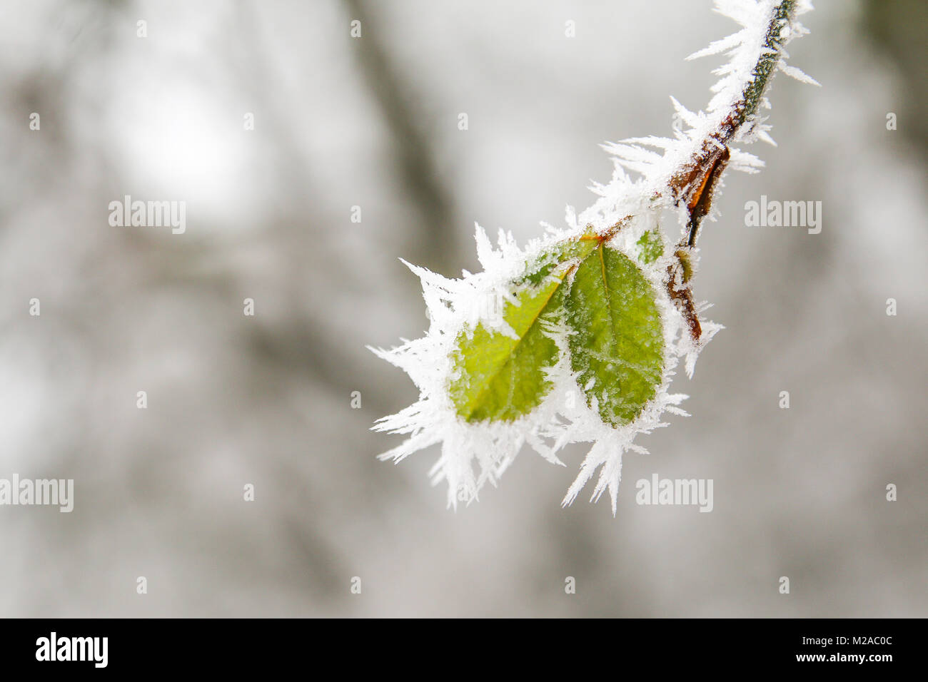 A detail picture of the frozen branch with a fresh leafs on it. Stock Photo