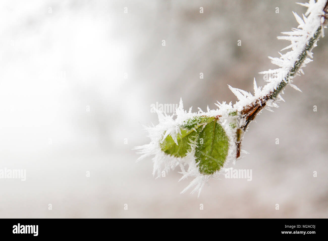 A detail picture of the frozen branch with a fresh leafs on it. Stock Photo