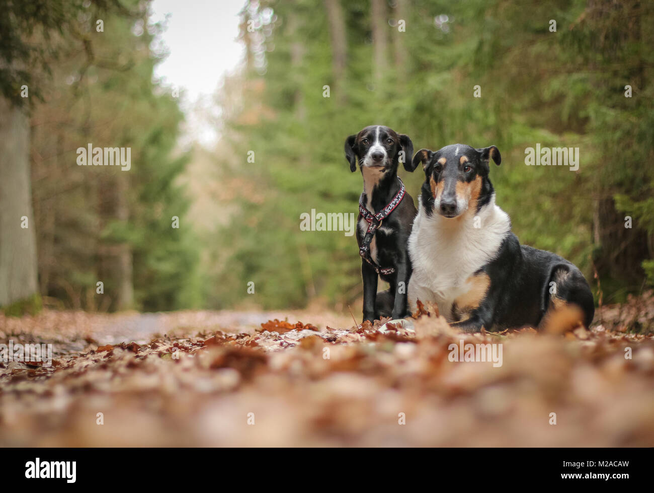 A Picture Of Two Dogs One Is Short Haired Collie And One Is A