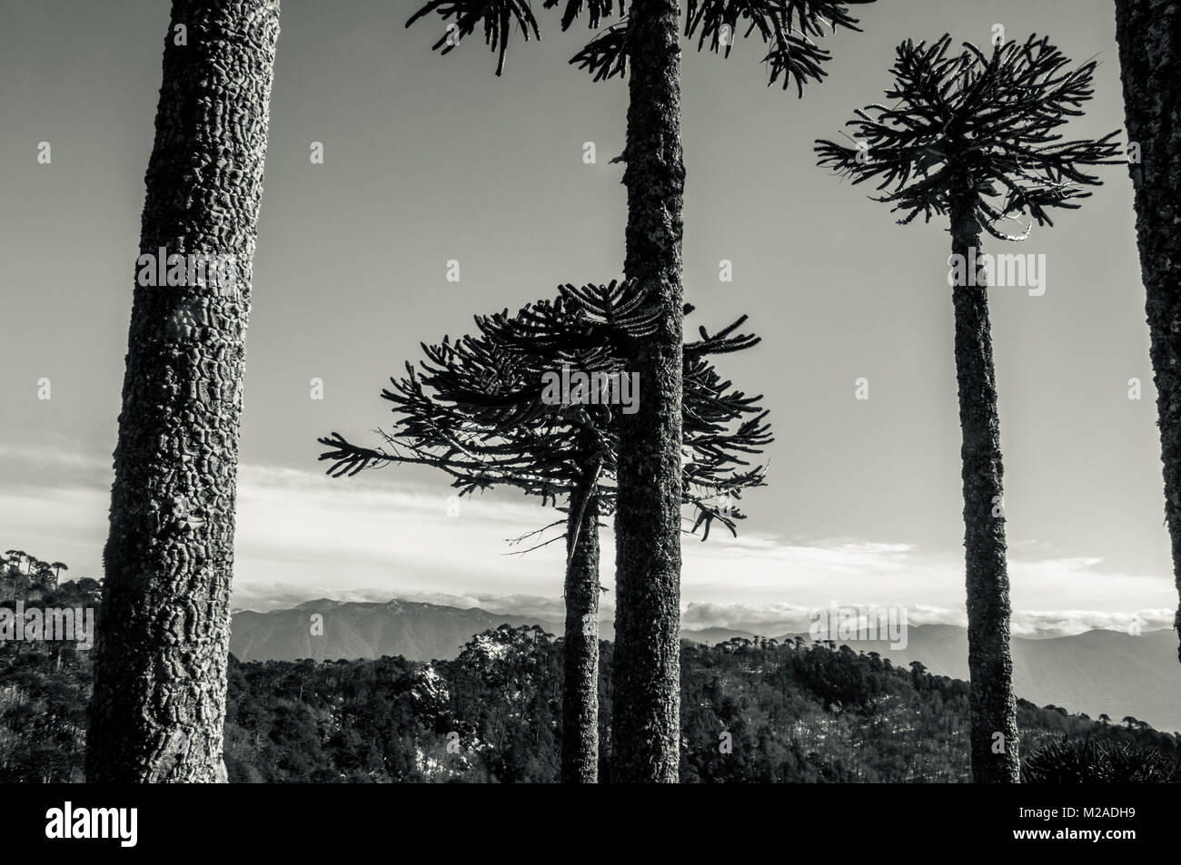 Araucaria trees hi-res stock photography and images - Alamy