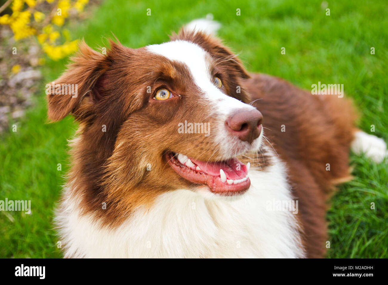Fixed Smile High Resolution Stock Photography and Images - Alamy