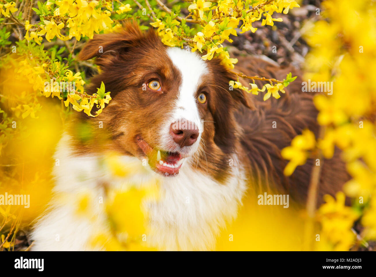 A cute dog is standing in a bush with flowers, looking up and smiling. Stock Photo