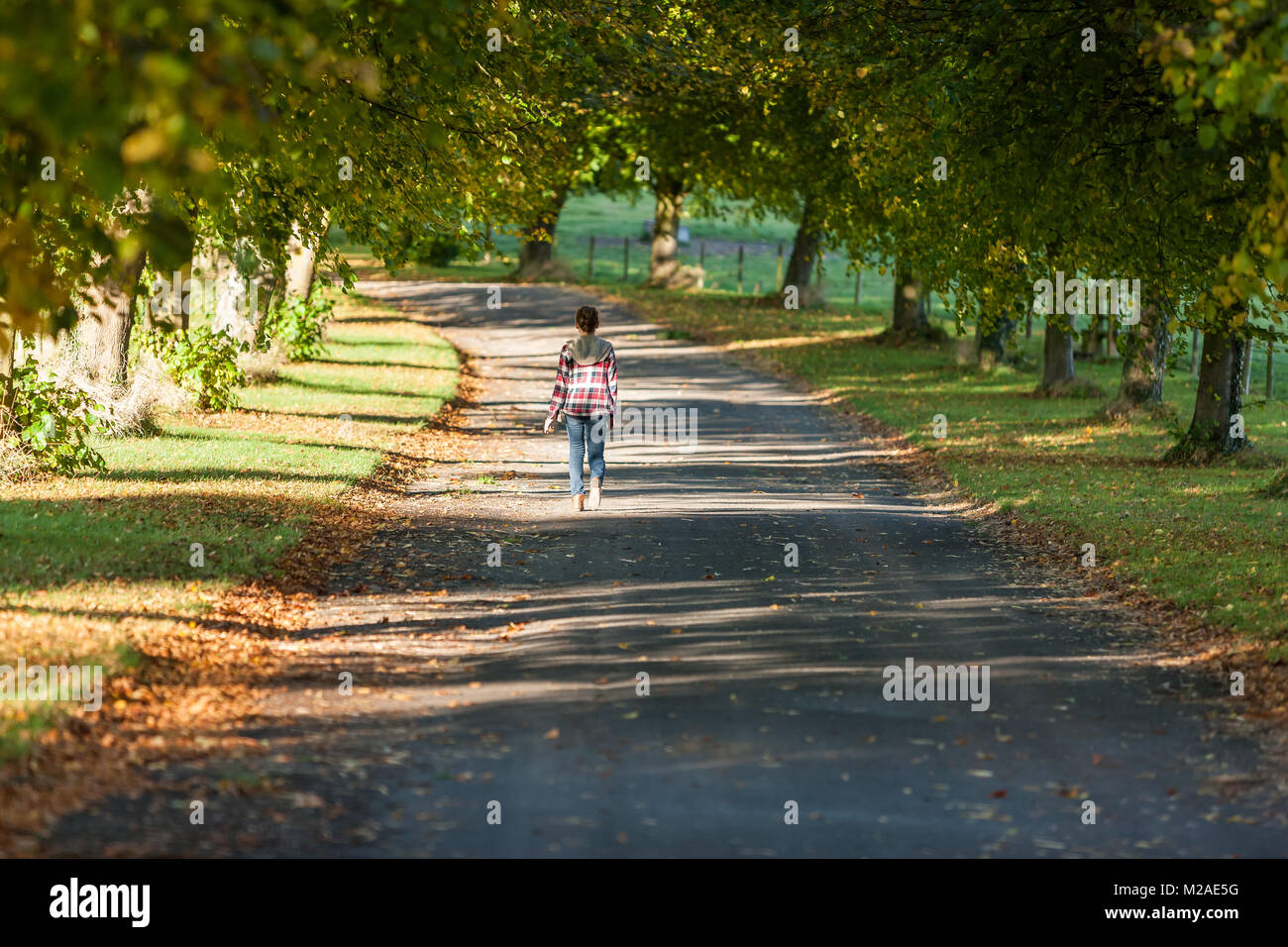 Girl walking on tree lined country lane UK Stock Photo