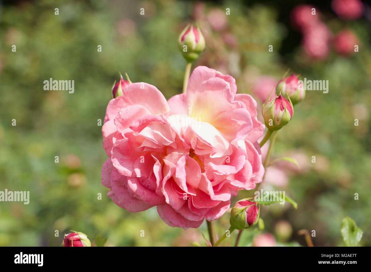 Flower in Chatsworth Gardens Stock Photo