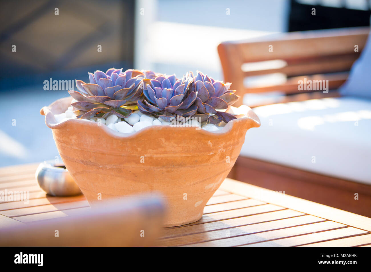 Suculenta plant hi-res stock photography and images - Alamy