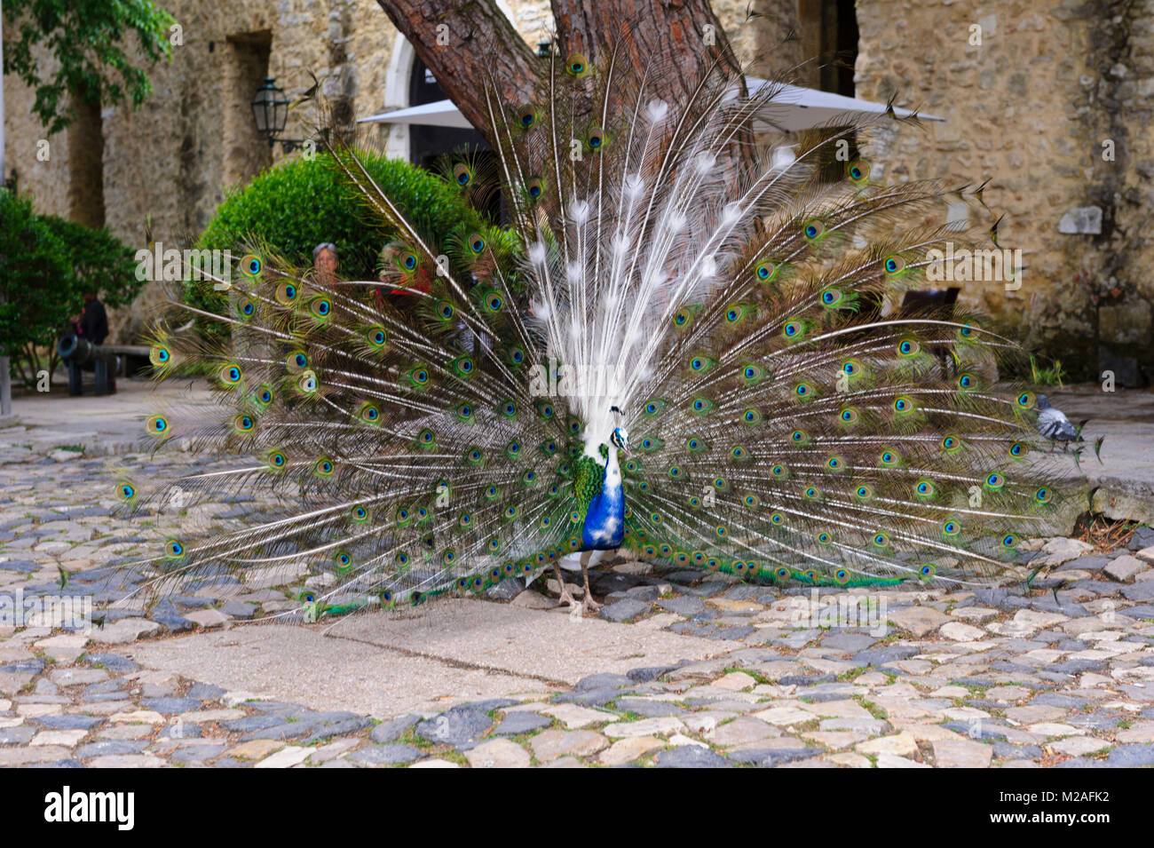 A peacock wondering on the grounds of Sao Jorge Castle, Lisbon, Portugal Stock Photo