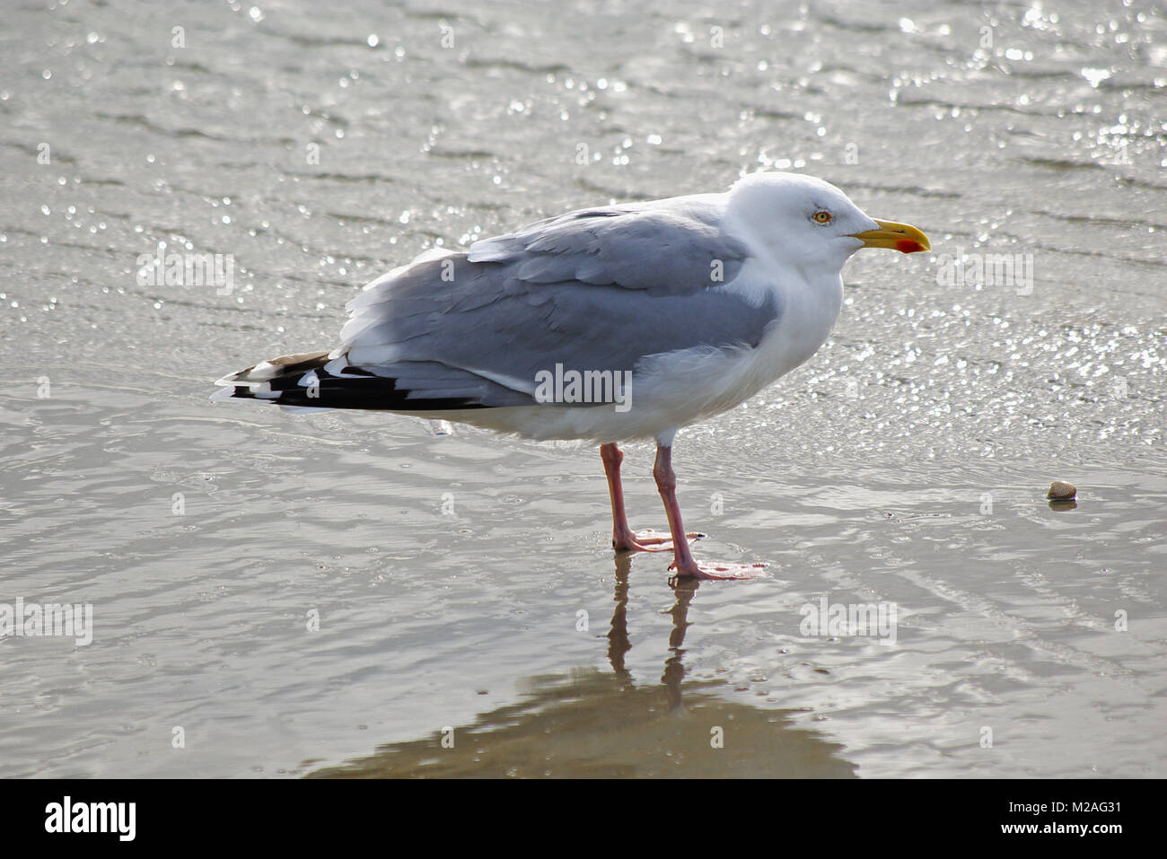 Herring gull standing in the mudflats Stock Photo