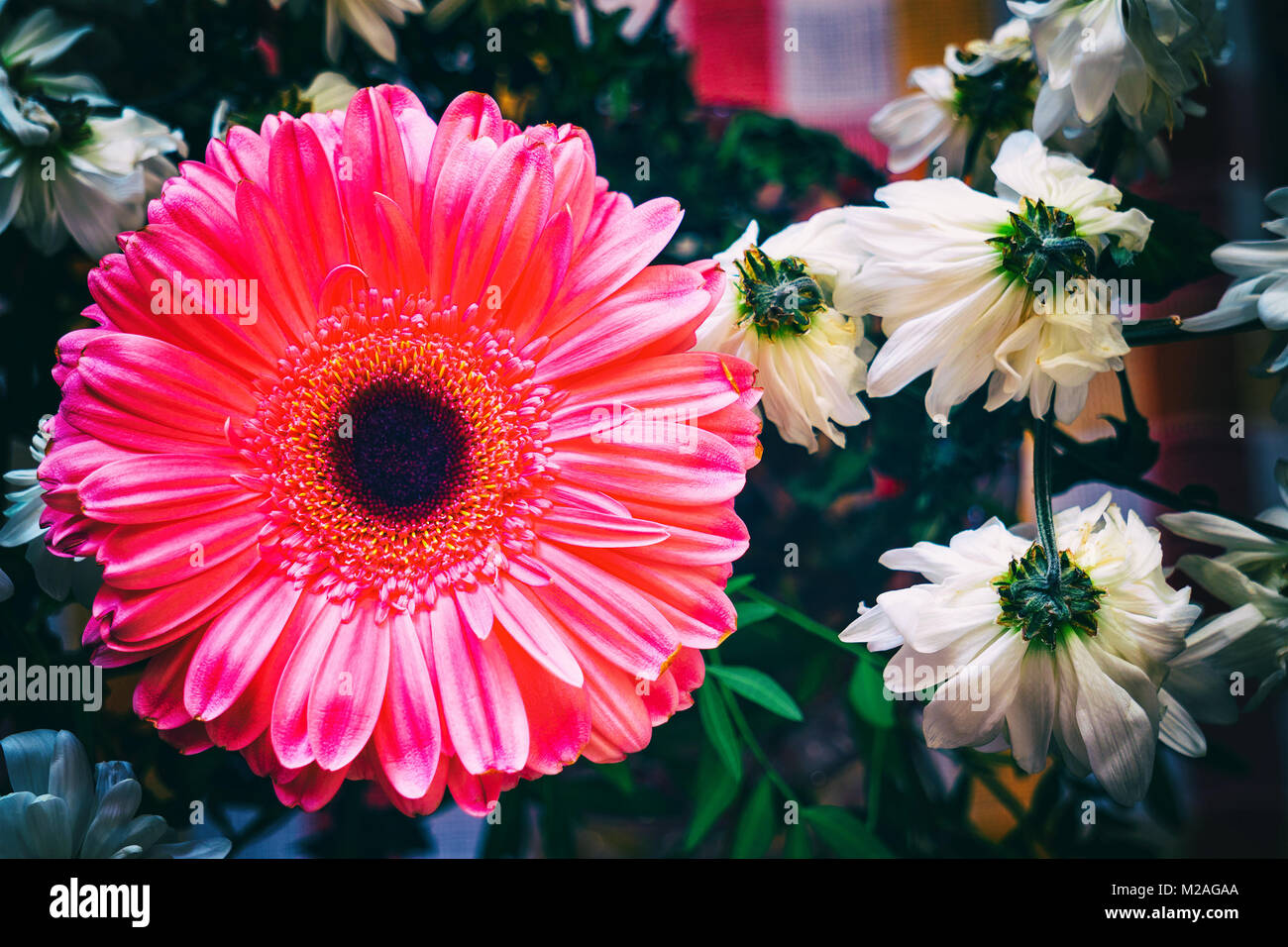 Pink gerbera and chrysanthemum Stock Photo Alamy