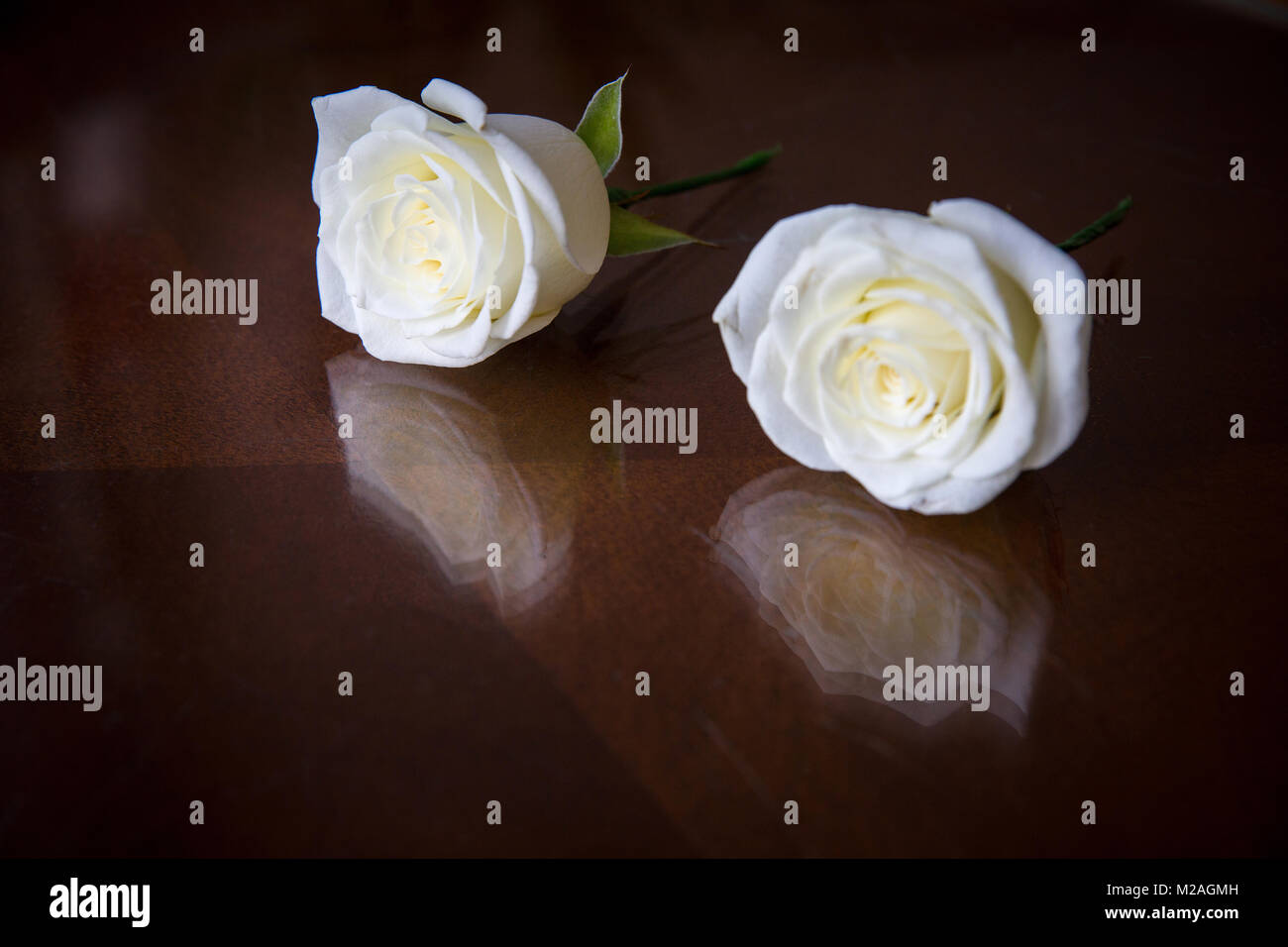 Two white roses on wooden table Stock Photo