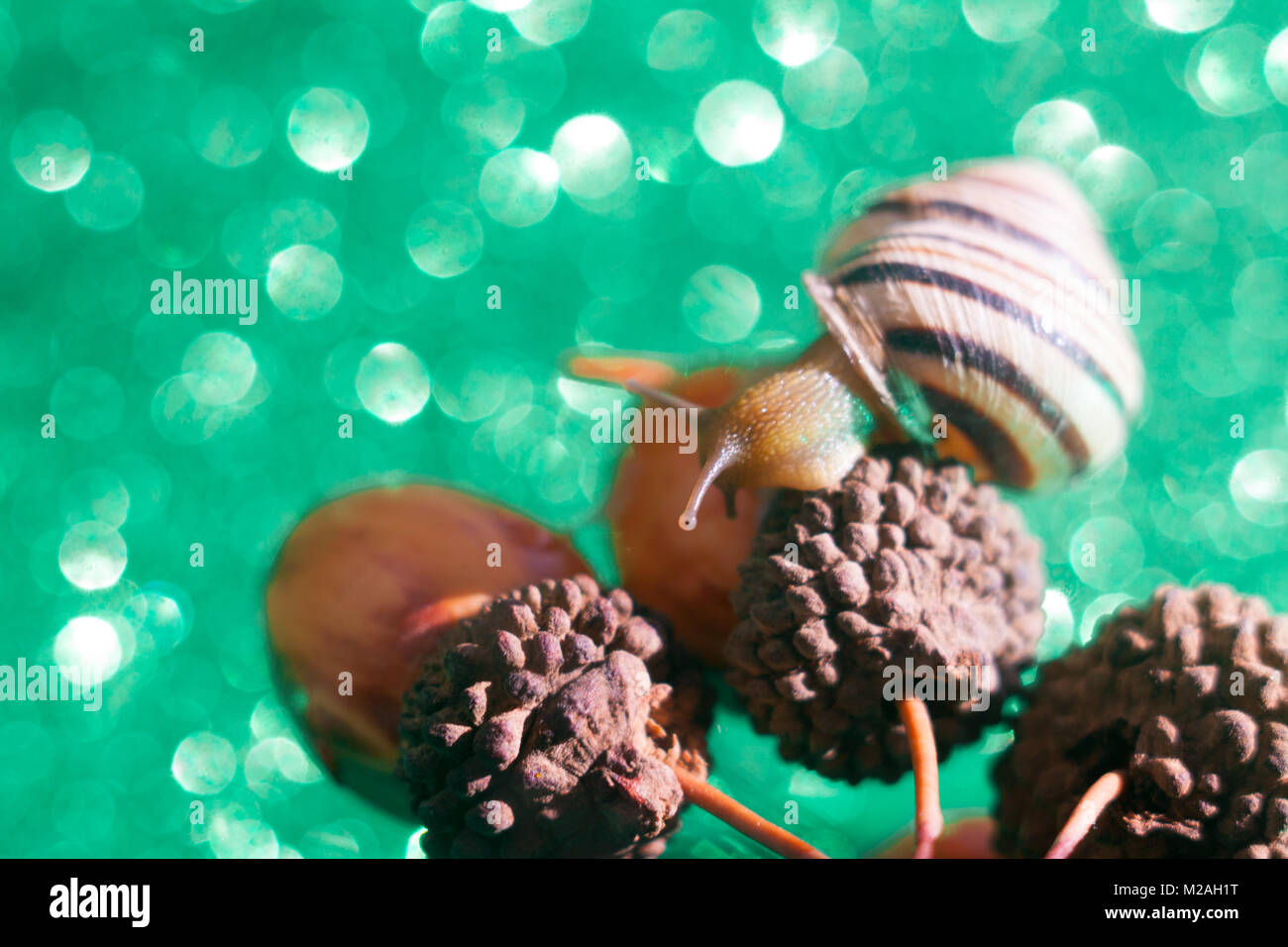 Helix pomatia also Roman snail, Burgundy snail, , air-breathing land snail, a terrestrial pulmonate gastropod mollusk in the family Helicidae. Stock Photo