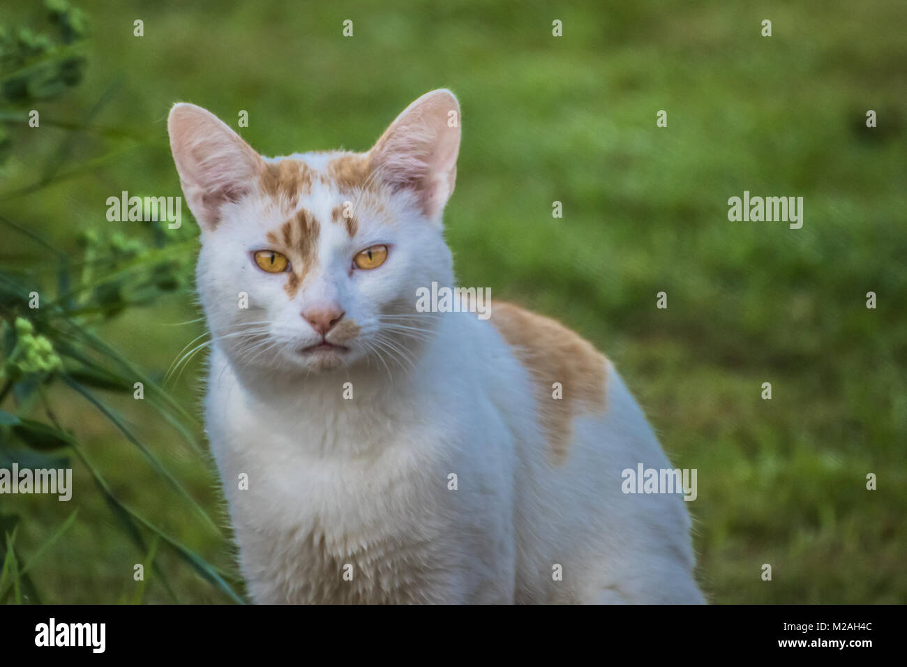 Farm cat, mainly white. Outside on a farm in Dorset at Sunrise Stock Photo