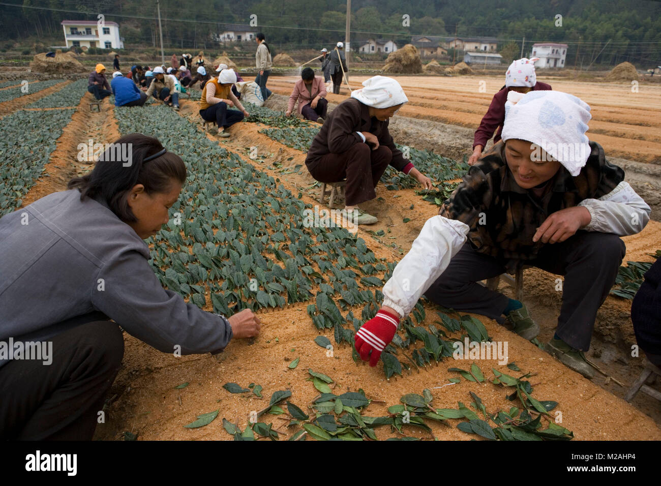 Yungas Green Stevia Sweetener edu.svet.gob.gt