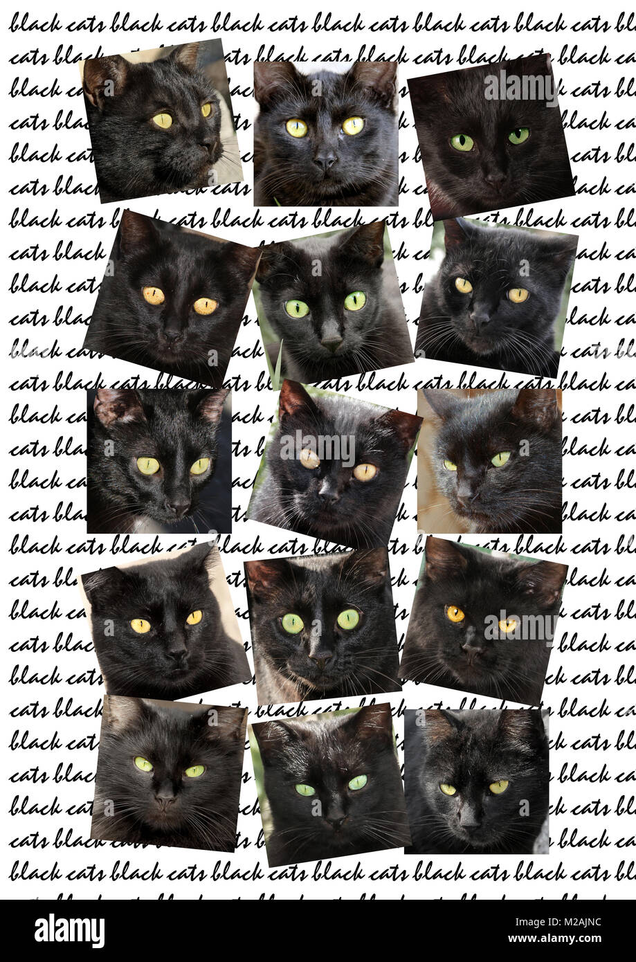 collage of 15 black cats portraits Stock Photo