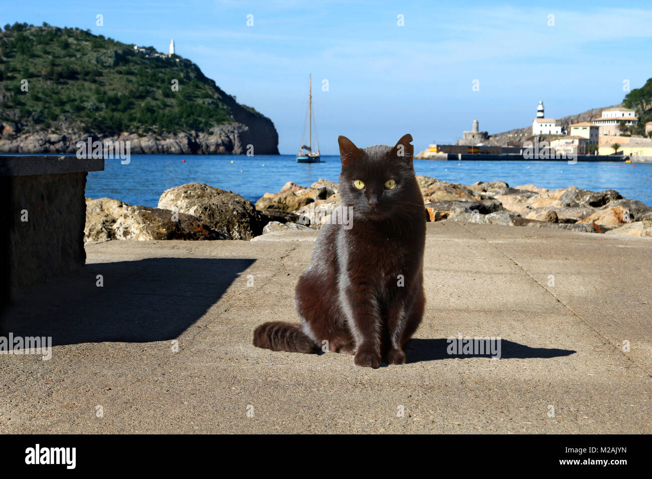 black domestic cat sitting at the sea of porto soller Stock Photo