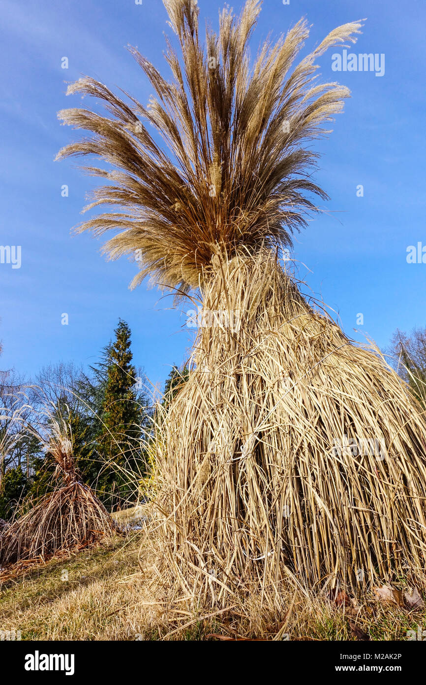 Chinese silver grass, Miscanthus, winter garden, tied stalks Stock Photo