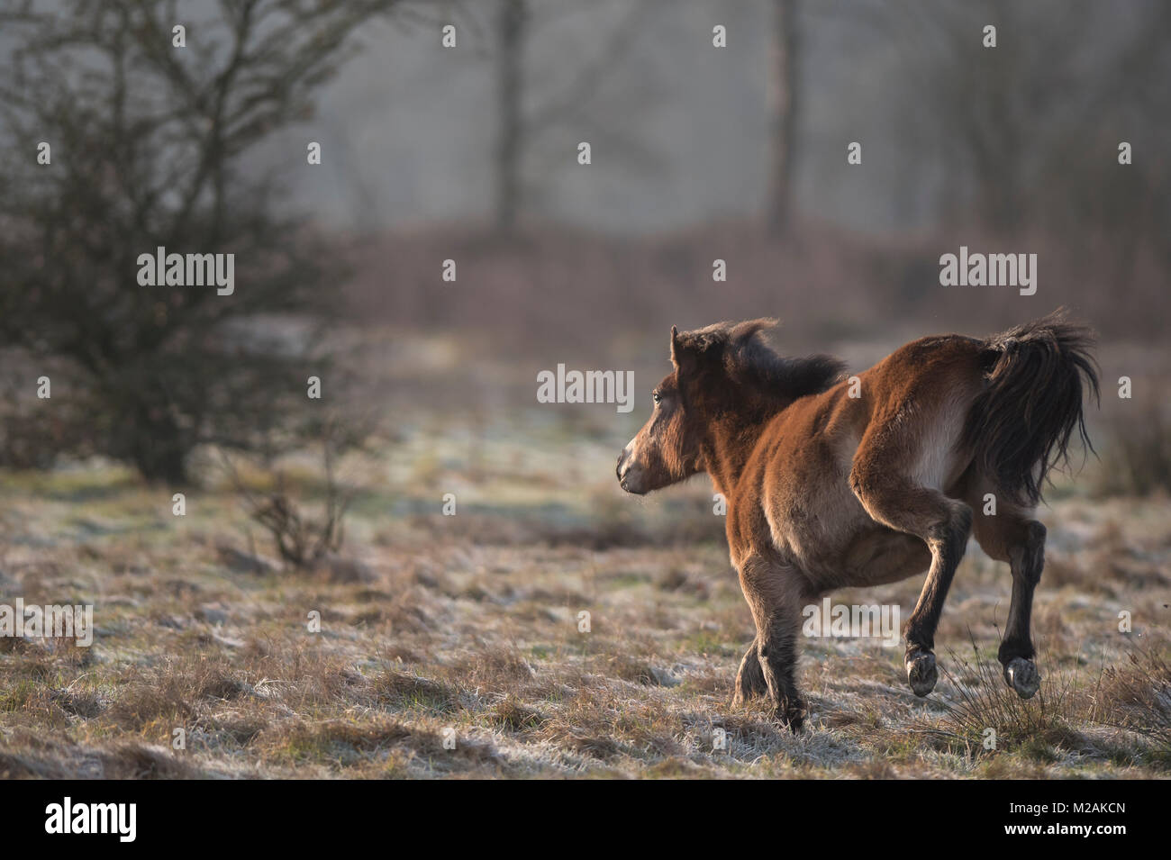 Exmoor pony Stock Photo