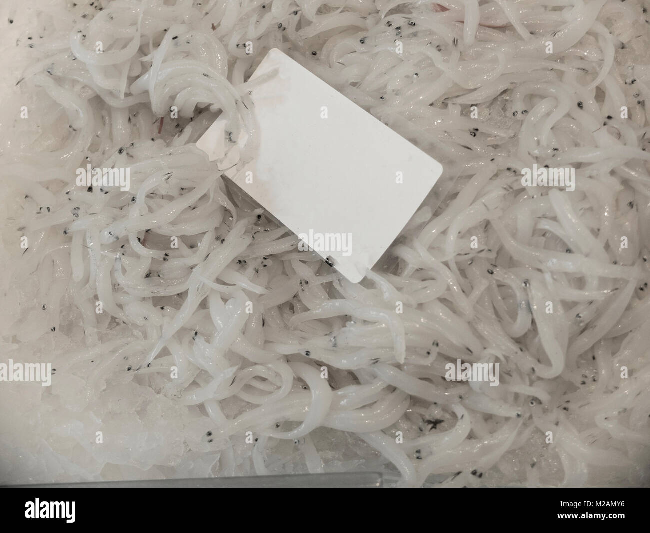closeup of freshly caught ice fish salangidae on the bench of the fish market. The fish are small and white. You see the black dots corresponding to t Stock Photo