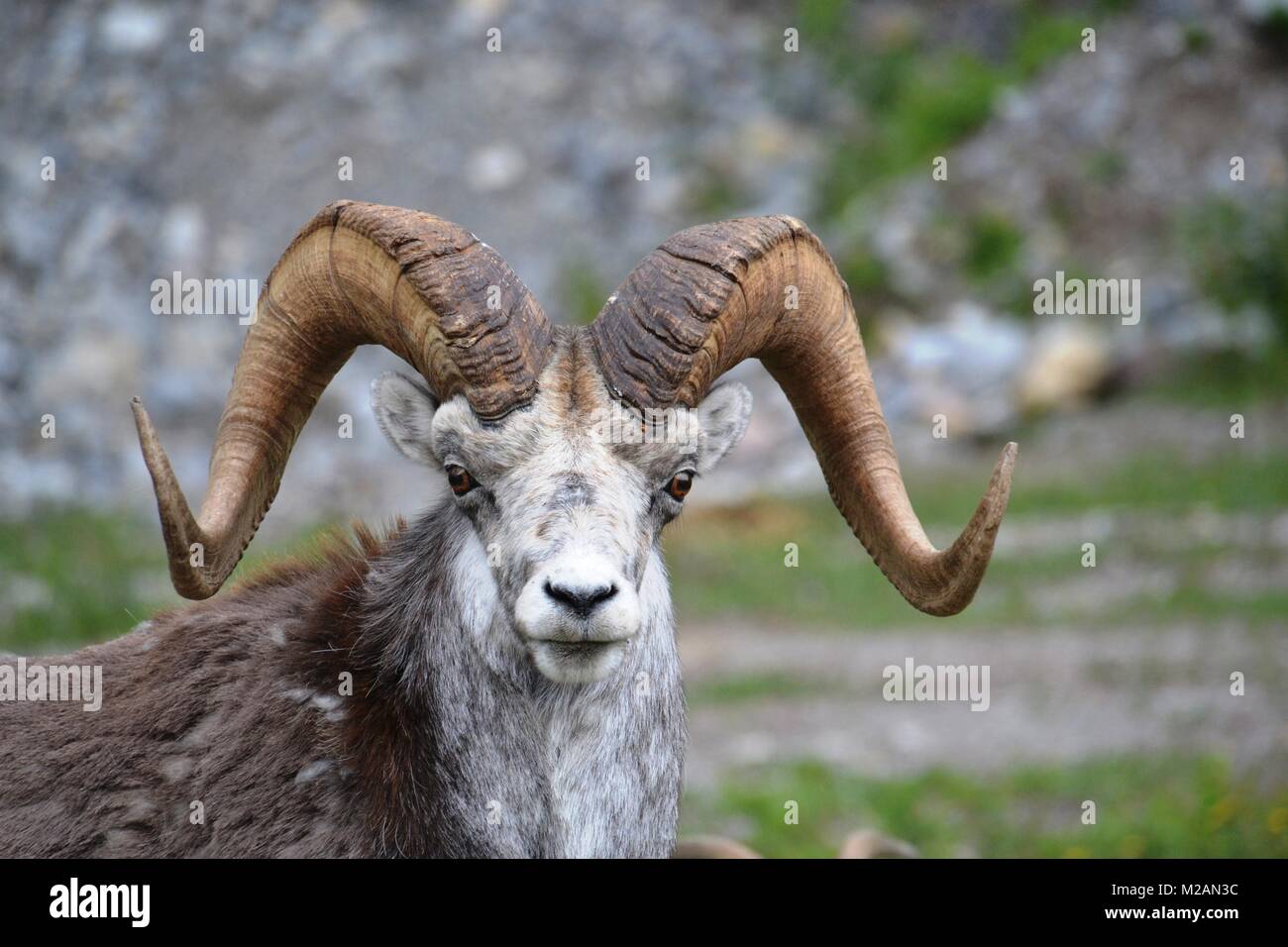 Big horn sheep-portrait in Jasper NP, Canada Stock Photo