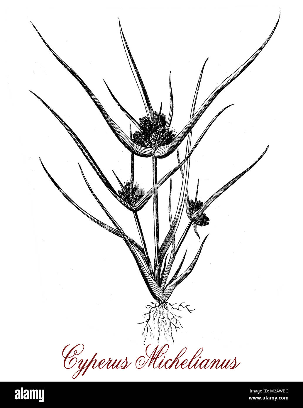 Vintage engraving of cyperus michelianus, plant of the Cyperaceae family which grows on river shores and at the edges of ponds, on clay and sand. Stock Photo