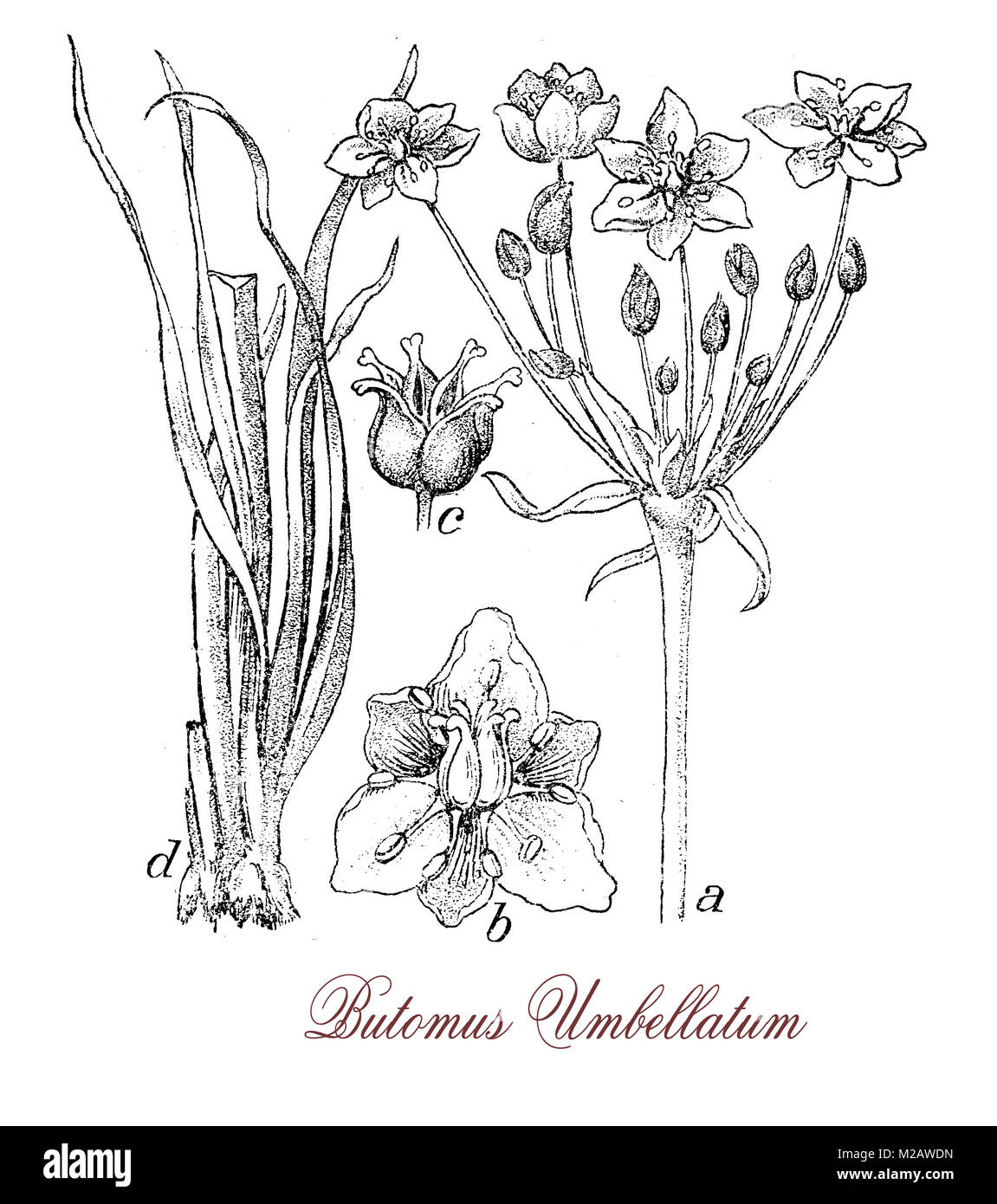 vintage engraving of butomus umbellatum, flowering aquatic plant, it grows near still waters and lakes, has swordlike leaves and pink flowers. Stock Photo