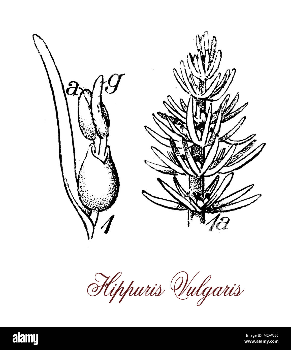 vintage engraving of hippuris vulgaris,aquatic plant of shallow waters or mud, used in herbal medicine for healing wounds Stock Photo