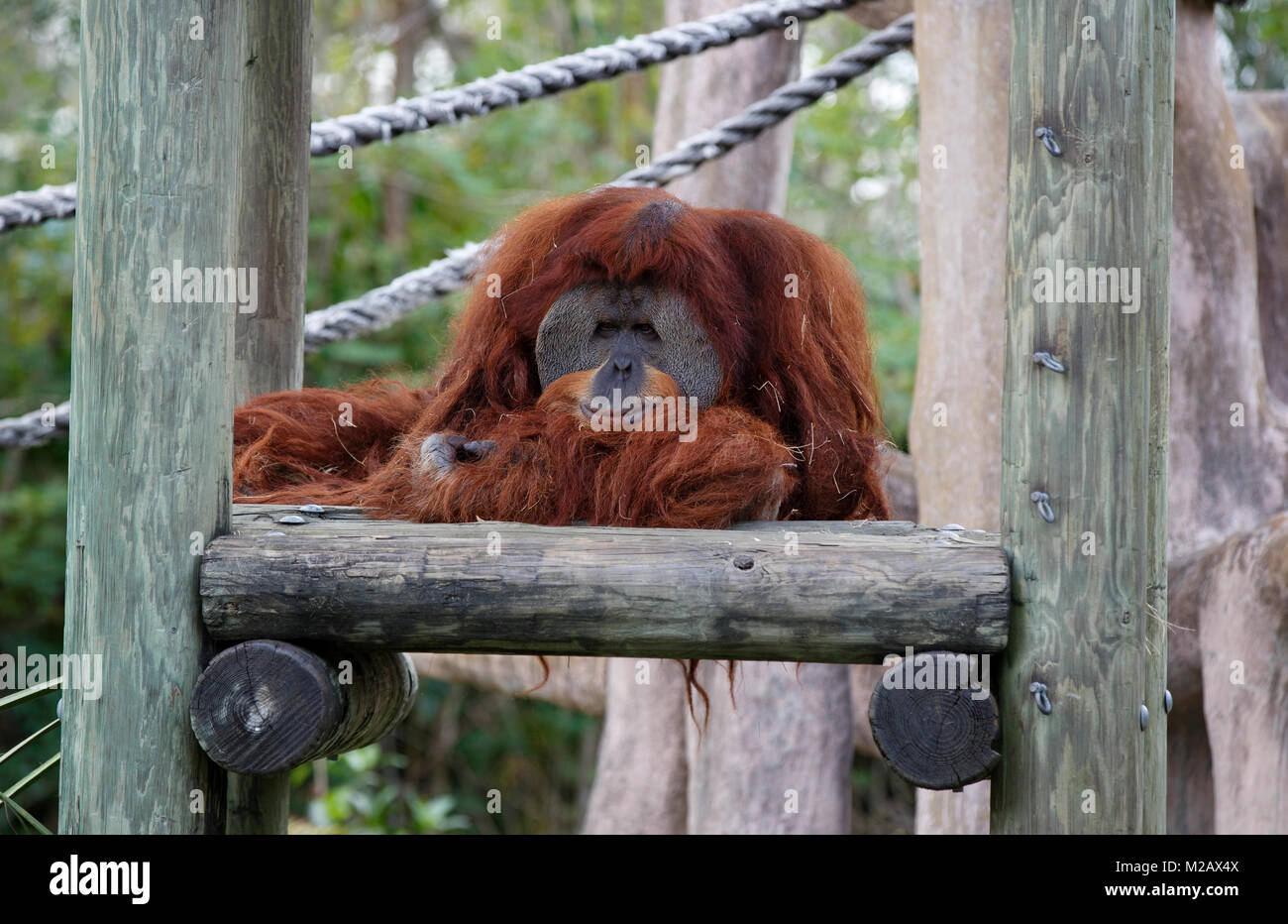 Orangutan Miami Zoo Florida Stock Photo Alamy Orangutan Miami Zoo Florida Stock Photo Alamy