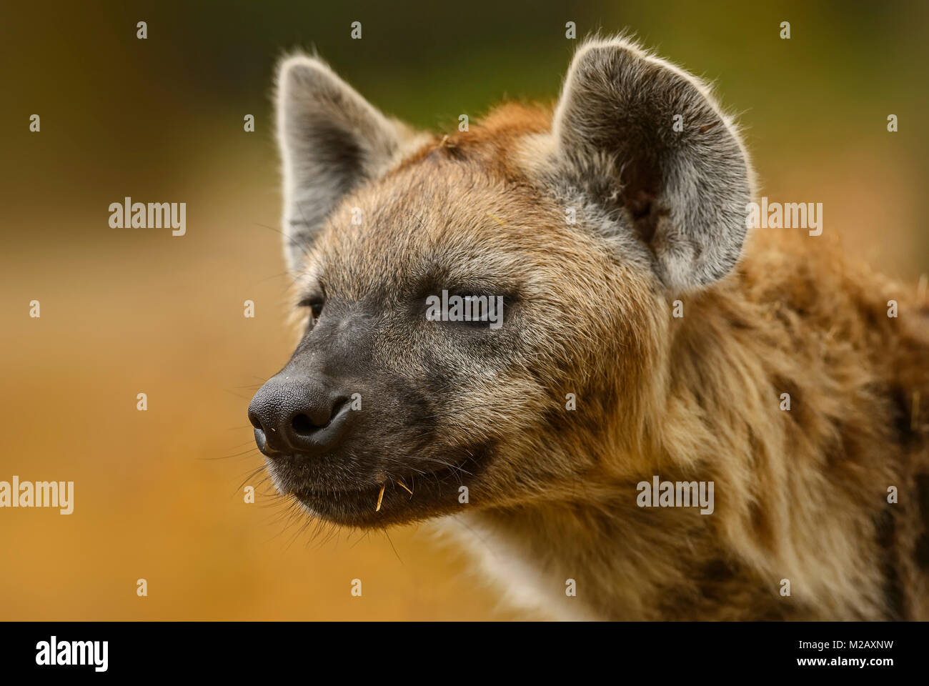 Portrait of Spotted Hyena - Crocuta crocuta, closeup picture of powerfull African carnivore. Stock Photo