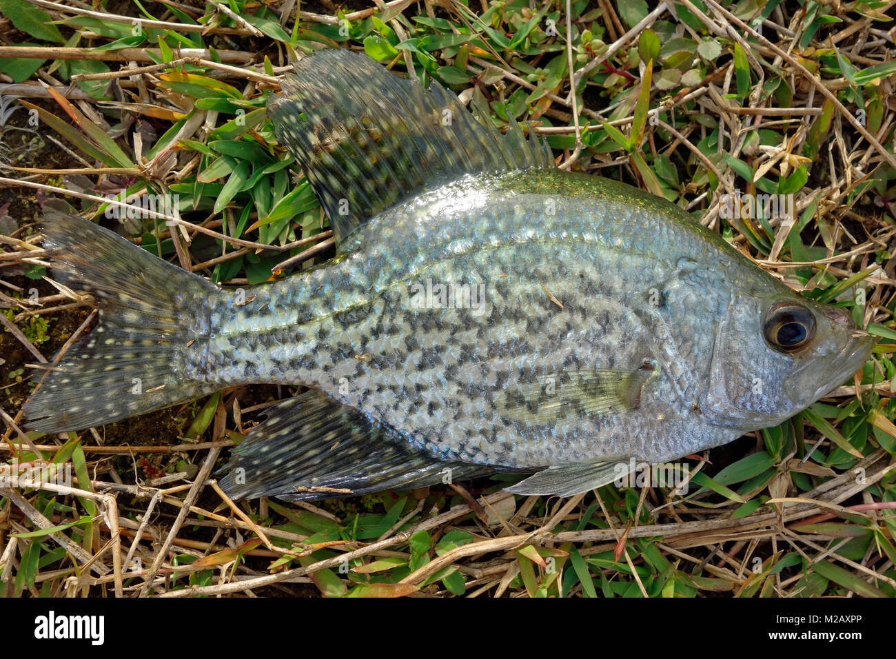 The black crappie (Pomoxis nigromaculatus) is a freshwater fish found in North America Stock Photo