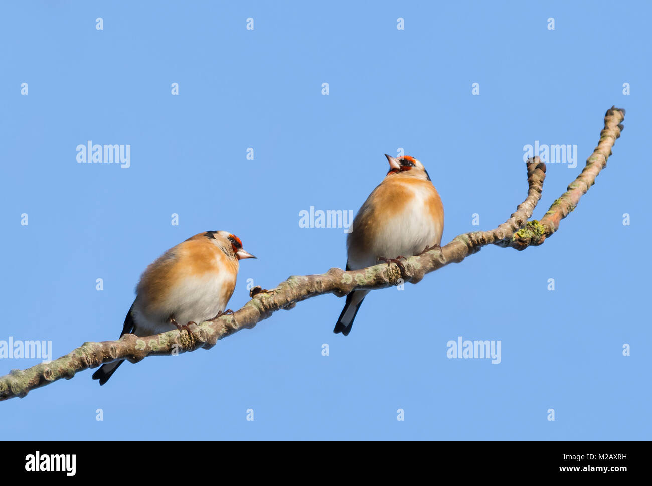 Pair of Goldfinches (Carduelis carduelis) perched on a twig in Winter in West Sussex, England, UK. Goldfinch birds. Goldfinch in Winter in the UK. Stock Photo