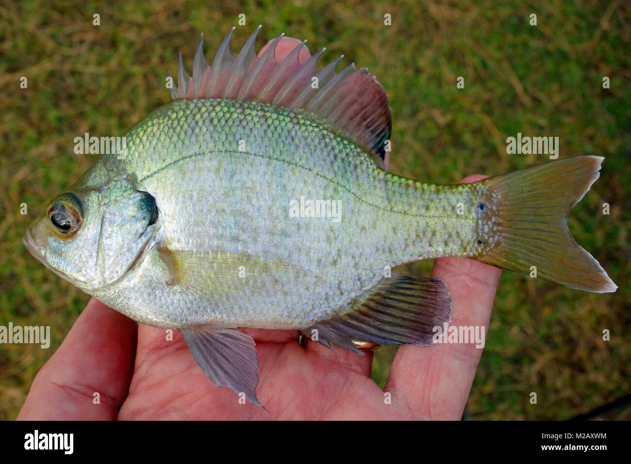 Panfish hires stock photography and images Alamy