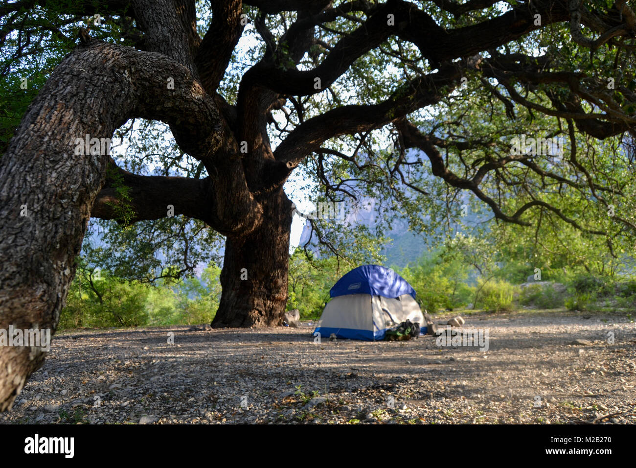 Camping tent under a tree in Potrero Chico Mexico Stock Photo