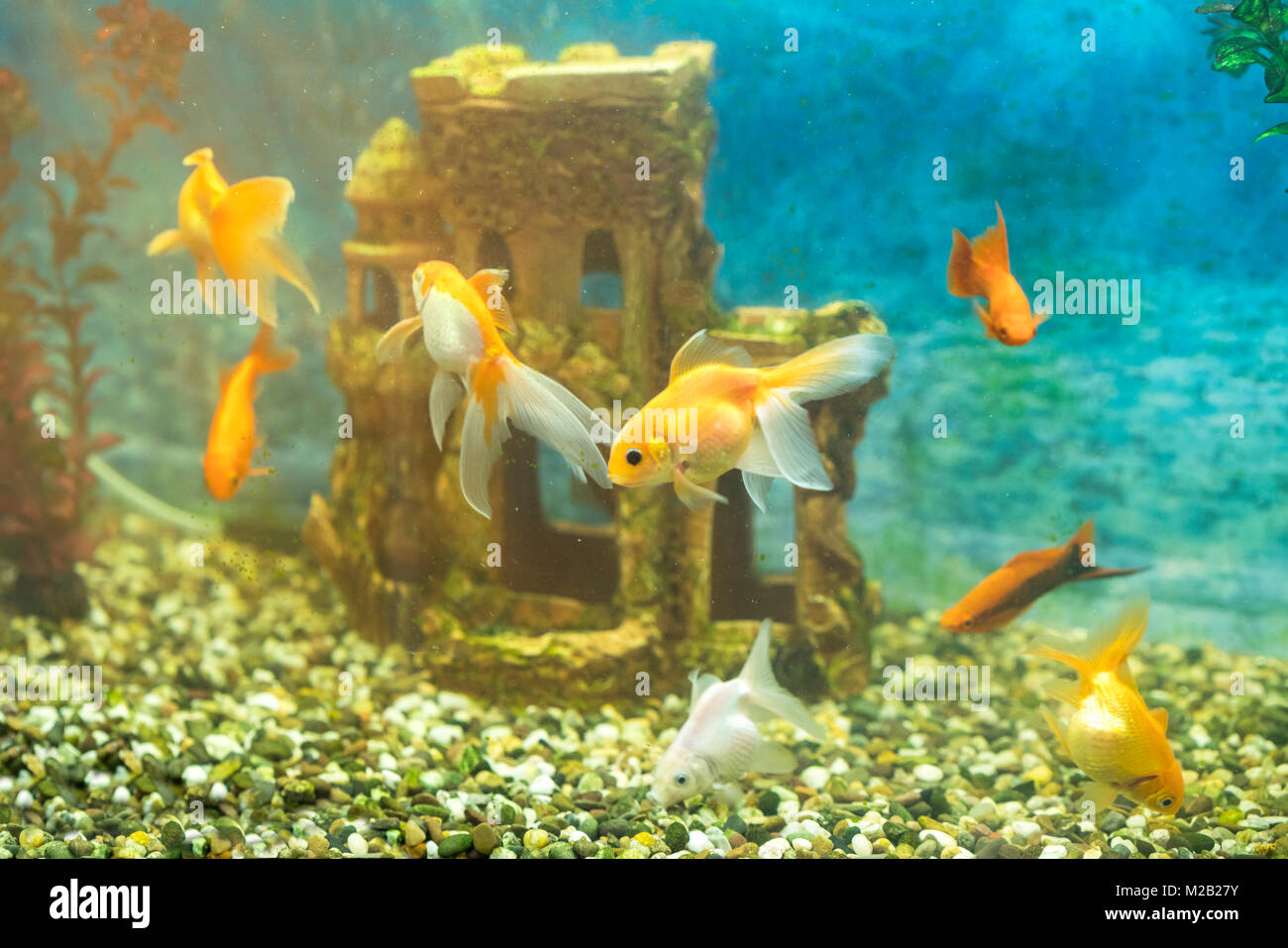 Goldfish in the aquarium on the background of a stone castle Stock Photo