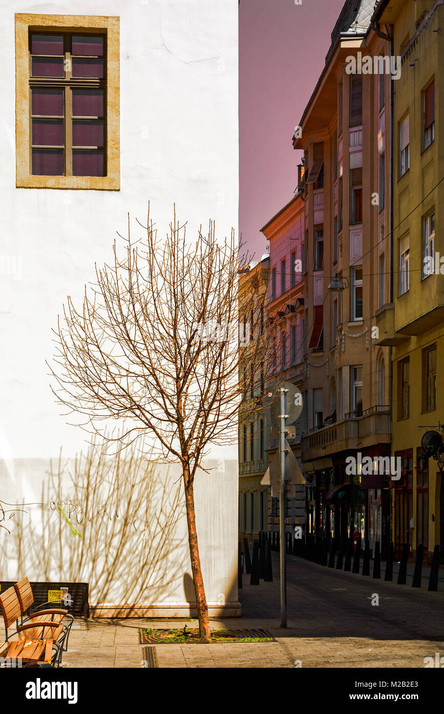 Lonely dead tree on downtown street, Budapest Stock Photo