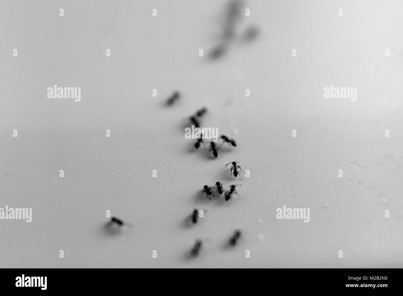 queue of ants walking Stock Photo