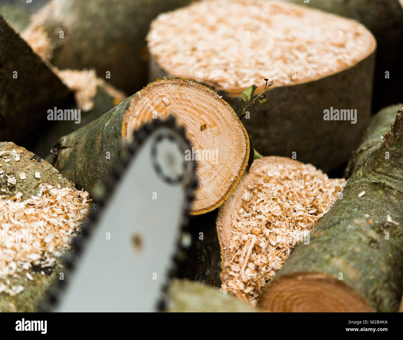 Wood cutting using chainsaw Stock Photo Alamy
