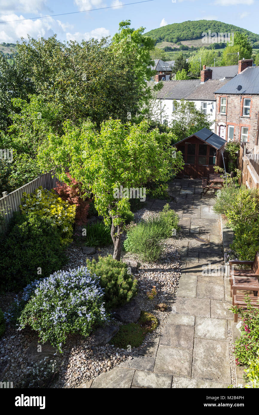 Low maintenance garden with shrubs and pear tree, Abergavenny, Wales, UK Stock Photo
