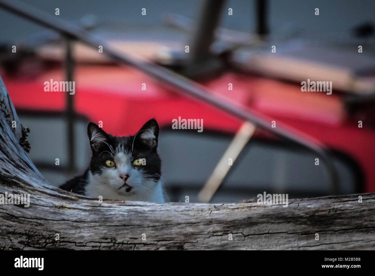 Black and White Cat staring straight at the camera Stock Photo - Alamy