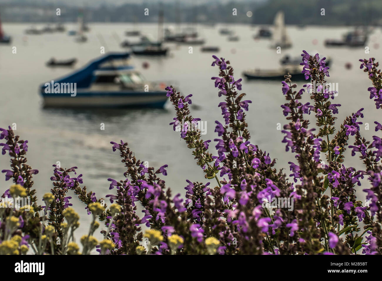 Purple beach flowers, overlooking a pretty harbour in Devon UK Stock Photo
