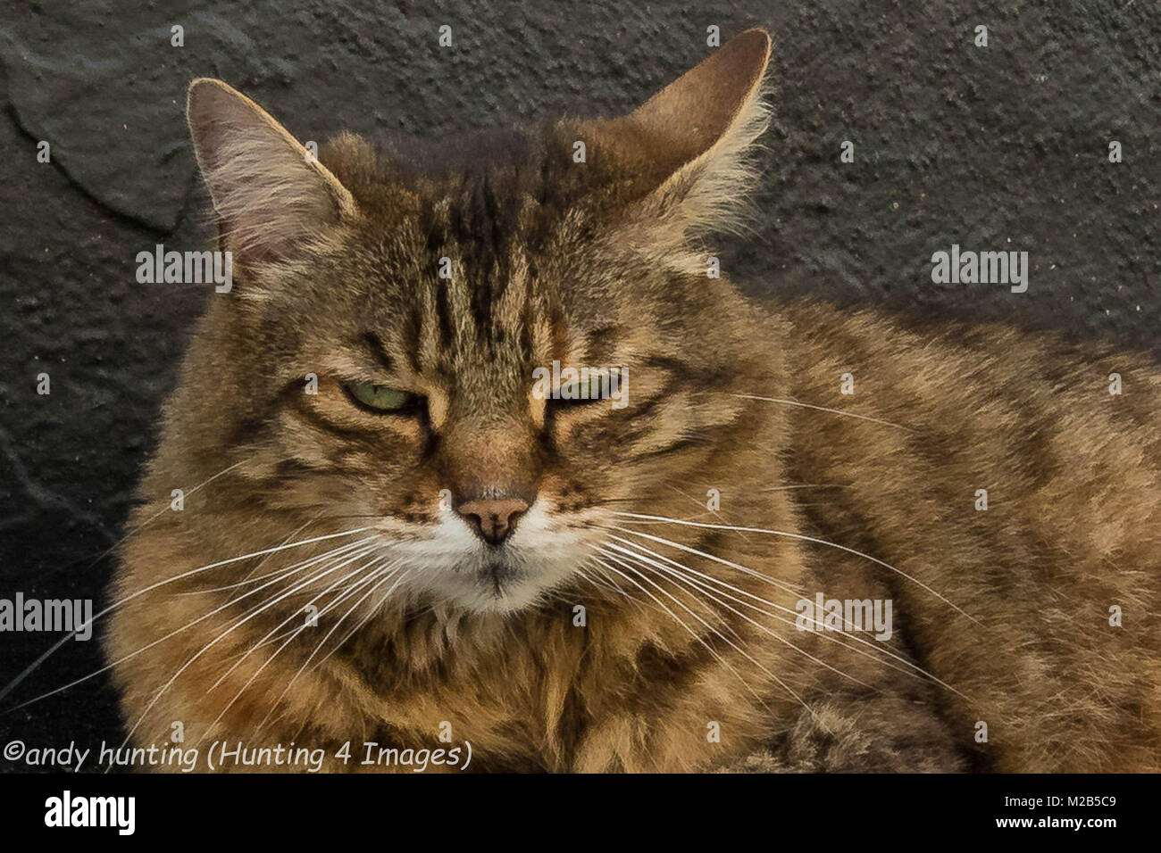 A tabby cat nice and relaxed at Clovelly Stock Photo