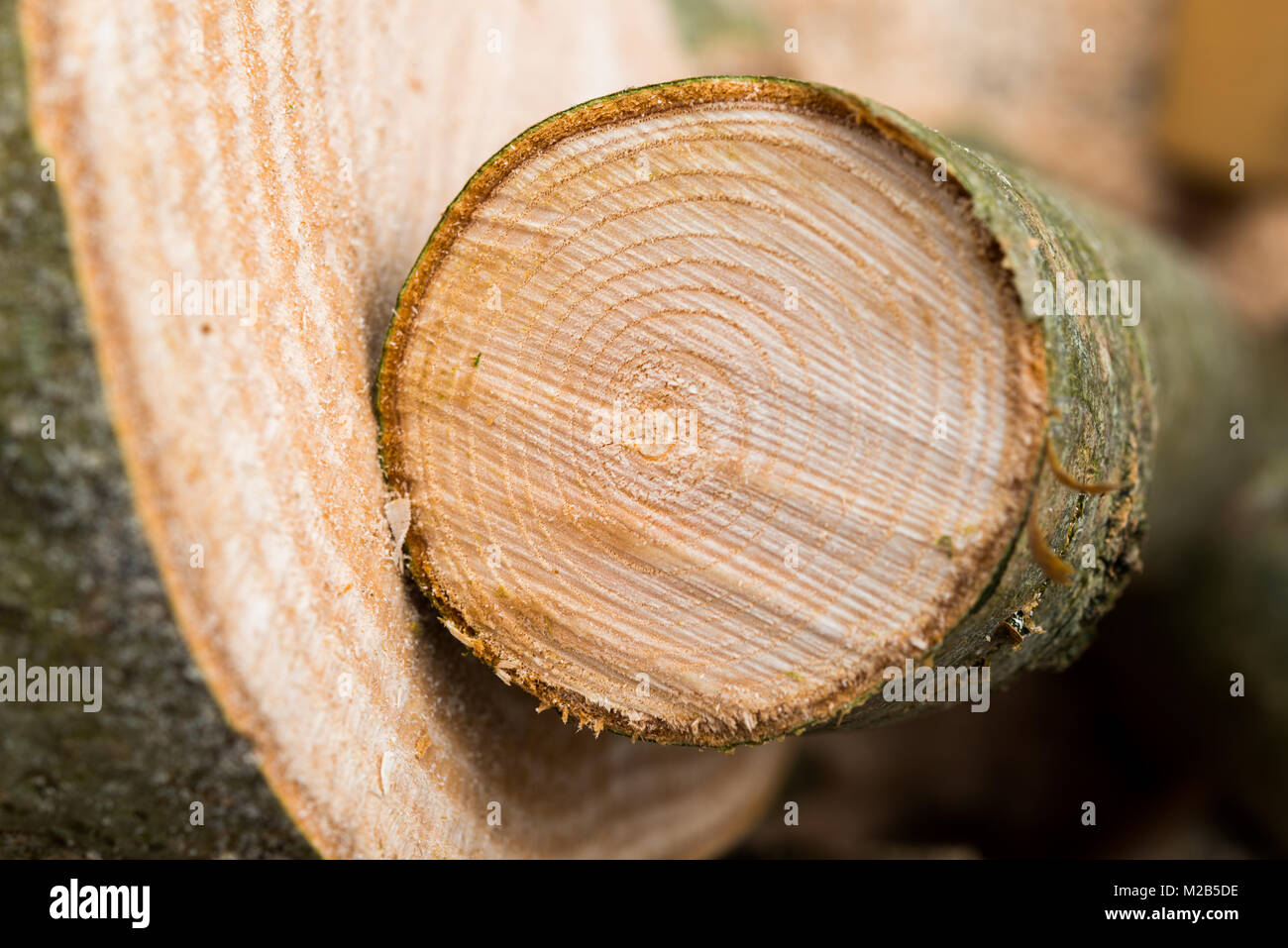 Wood cutting  using chainsaw. Stock Photo