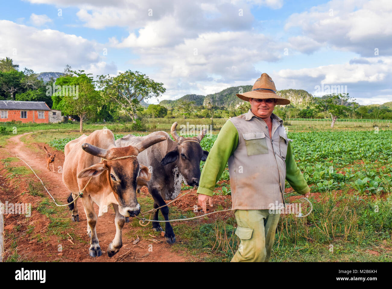 Cuban farm life hires stock photography and images Alamy