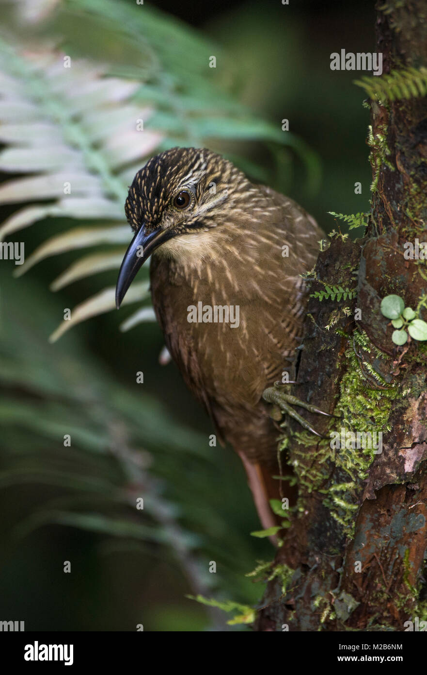 White-throated Woodcreeper (Xiphocolaptes albicollis) from the Atlantic Rainforest Stock Photo